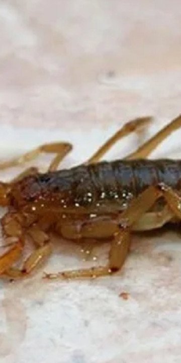 Alertan por el aumento de casos de alacranismo