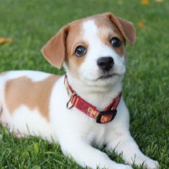 Nueva jornada de adopción responsable en Bº Parque Belgrano