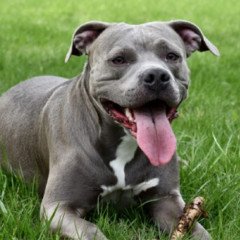 Se notificaron cerca de mil casos de mordeduras de perros en el último año