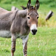 Aseguran que en Salta no se comercializa carne de burro