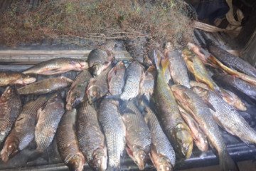 Pesca ilegal: secuestran 32 ejemplares