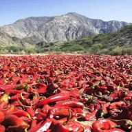 Payogasta: pérdidas de $600 millones en cultivos hortícolas 