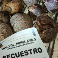Joven detenido por caza ilegal de quirquinchos