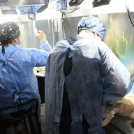 Castración animal: Desde mañana en la zona sur