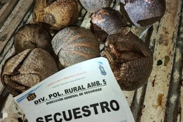Joven detenido por caza ilegal de quirquinchos