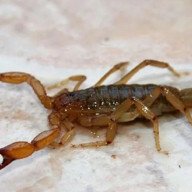 Más de 250 picaduras de alacranes en Salta