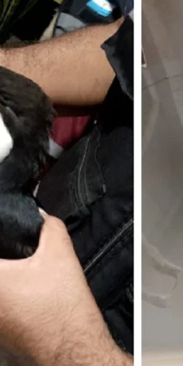 Rescatan un oso melero y un tucán en Salta 