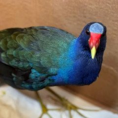 Rescataron a un ave exótica conocida como Pollona Azul