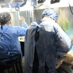 Castración animal: Desde mañana en la zona sur