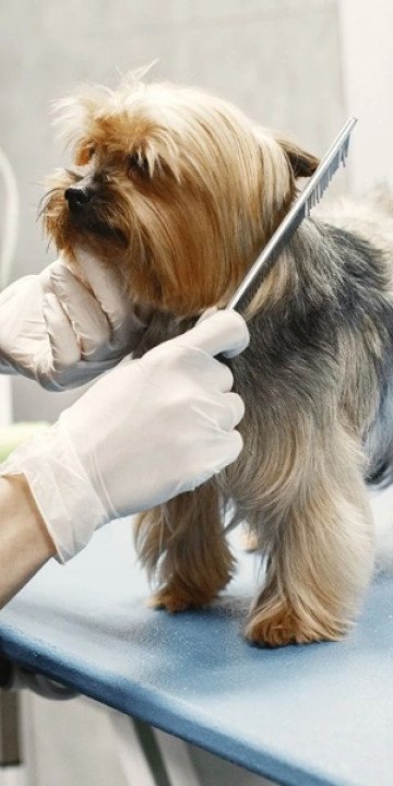 Brindarán clases gratuitas de peluquería canina 