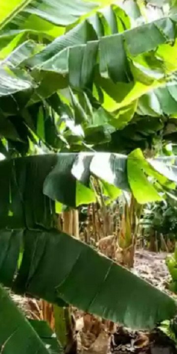 Salta solicitó a Nación una reunión sobre la producción bananera