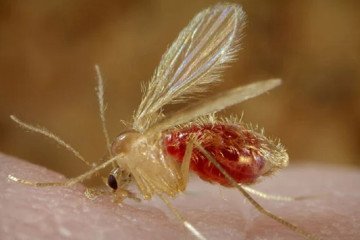 Detectan dos nuevos casos de leishmaniasis