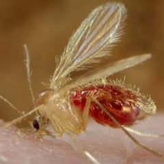Registraron 18 casos de leishmaniasis