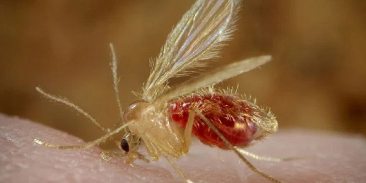 Registraron 18 casos de leishmaniasis