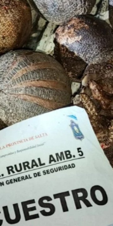 Joven detenido por caza ilegal de quirquinchos