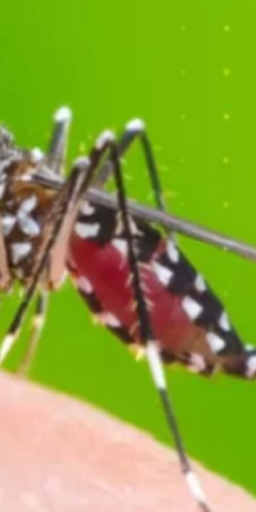 Salta registra más de 150 casos confirmados de chikungunya 