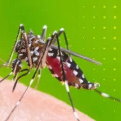 Refuerzan la vigilancia epidemiológica ante el brote de Chikungunya en Bolivia