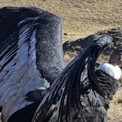 Exitoso rescate y liberación de un cóndor andino en Salta