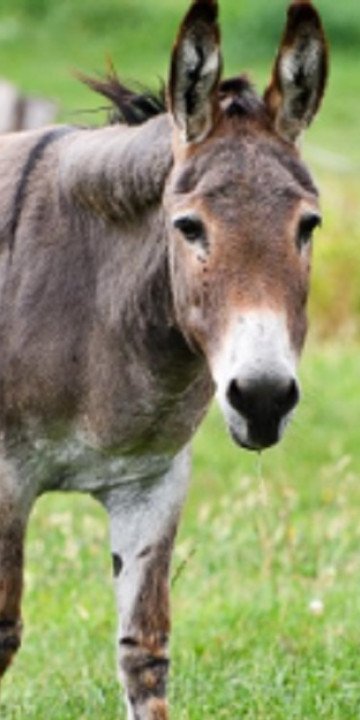 Aseguran que en Salta no se comercializa carne de burro