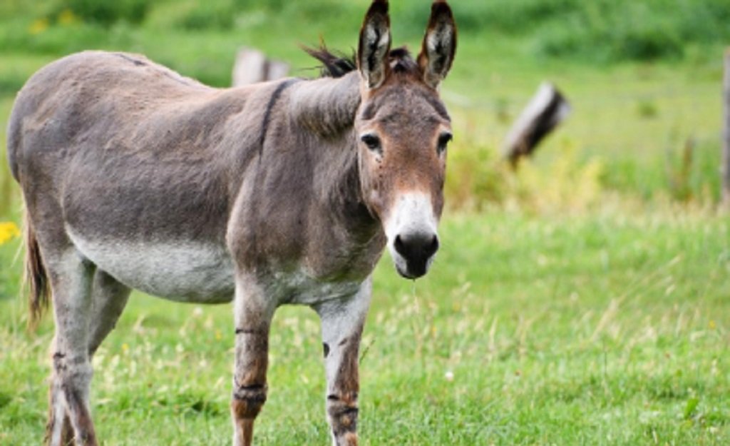 Aseguran que en Salta no se comercializa carne de burro