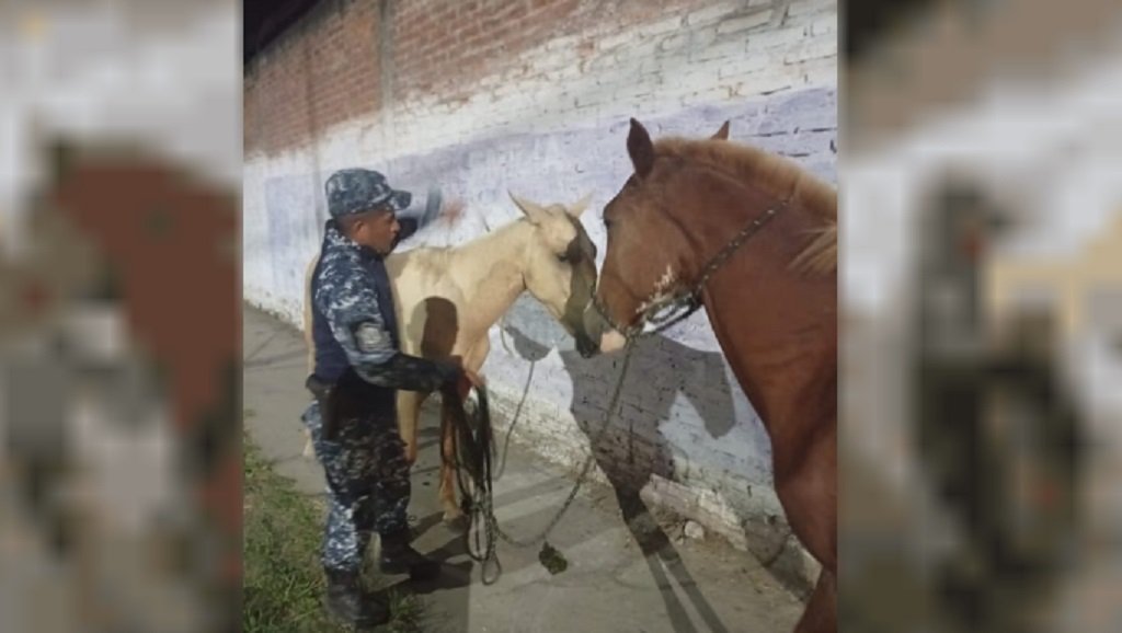 Orán: incautan dos caballos por riesgo vial 