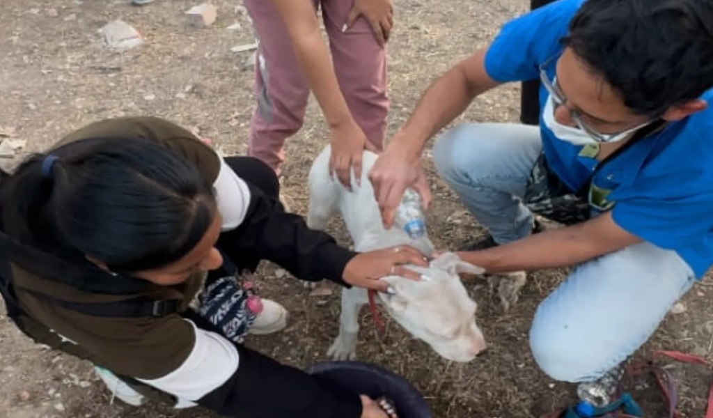 Rescataron animales tras los incendios