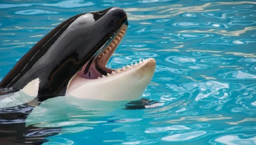 Es falso el ataque de una orca a su entrenadora