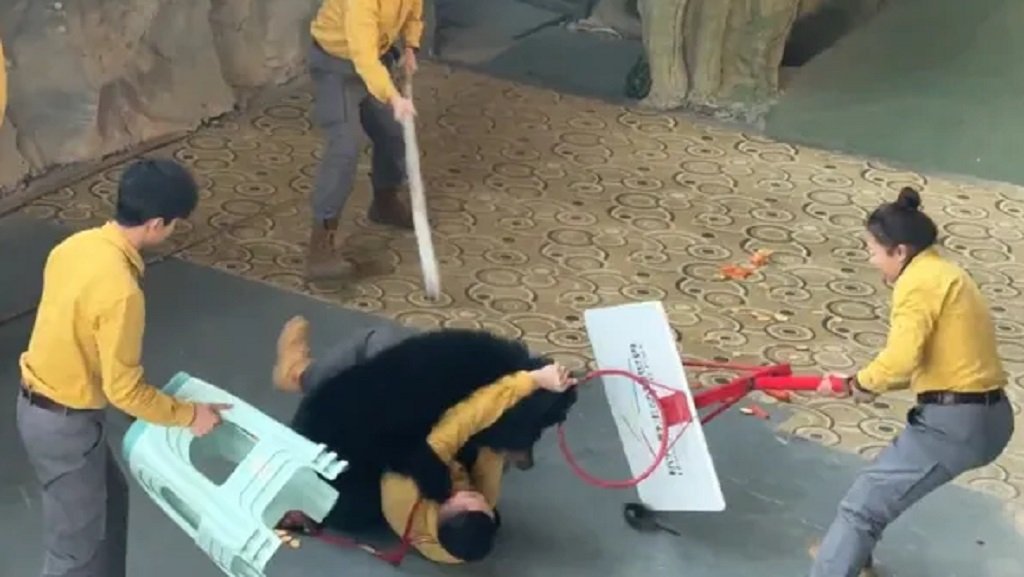 China: un oso negro atacó a su cuidador 