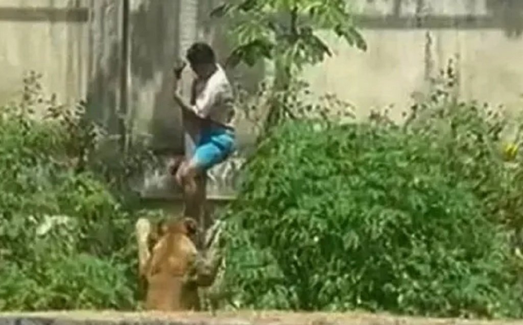 Brasil:  joven murió atacado por una leona