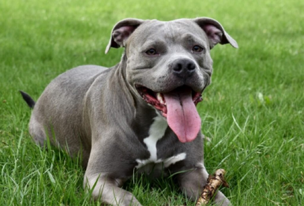 Salta: Crecen los casos de mordeduras de perros 