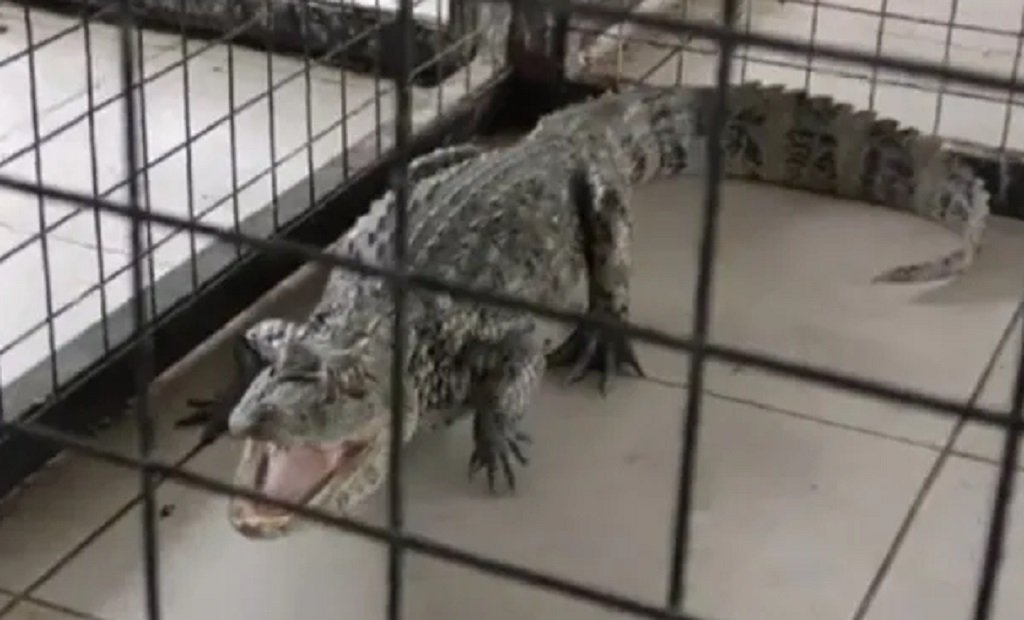 Capturaron un yacaré en la zona de las Tres Palmeras