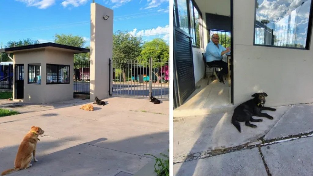 La UNSa desmintió “abandono animal”