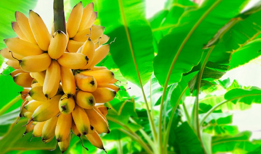 Salta lidera la producción nacional de banana