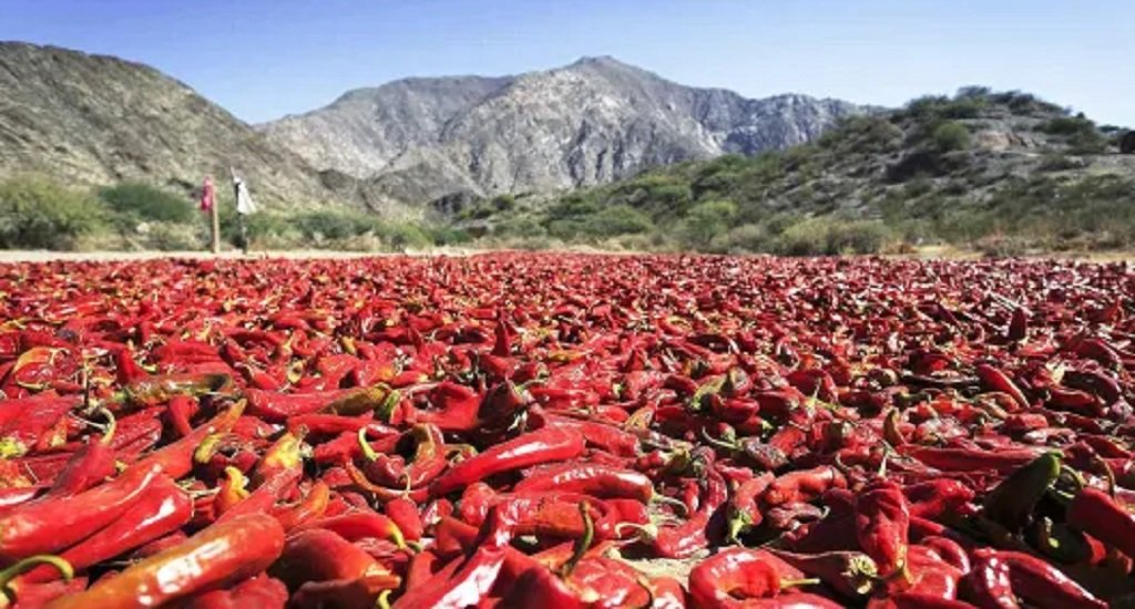 Payogasta: pérdidas de $600 millones en cultivos hortícolas 