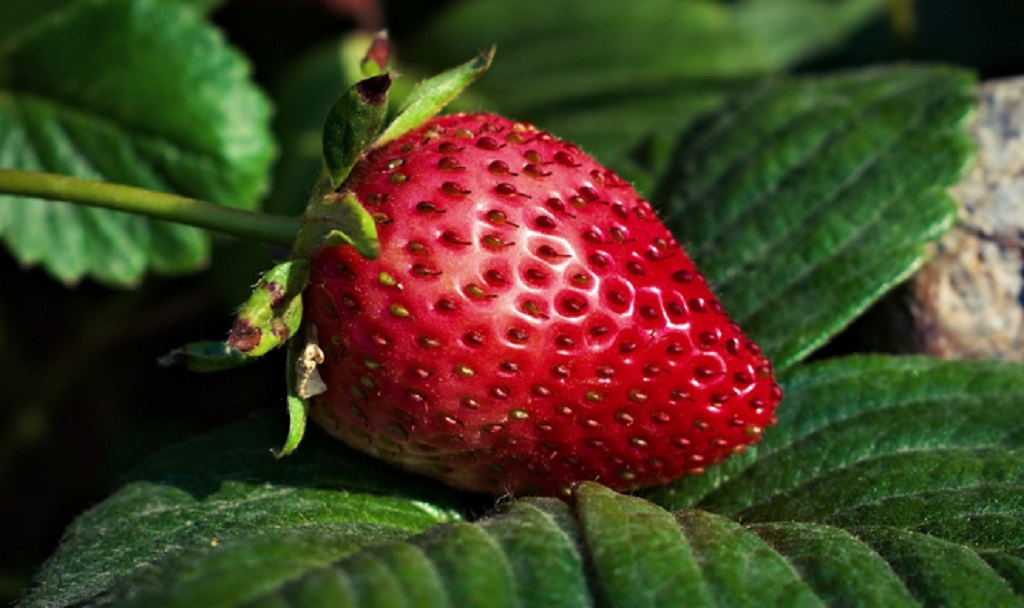 Las heladas afectaron a las plantaciones de frutillas
