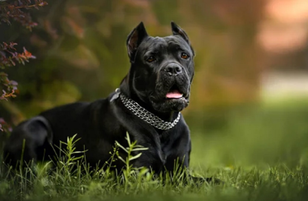Secuestran a un perro que mordió a un niño de cinco años