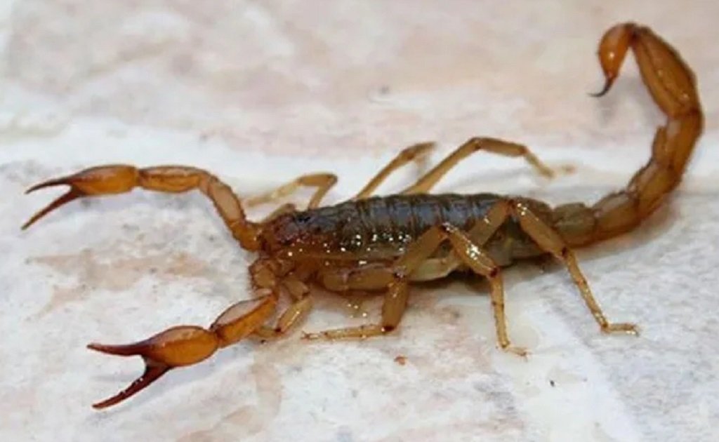 Más de 250 picaduras de alacranes en Salta