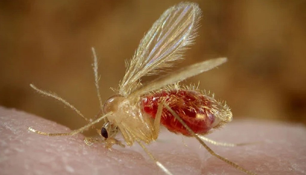 Registraron 18 casos de leishmaniasis