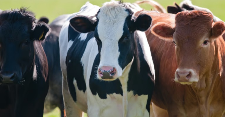 Fallo judicial: entregaron 160 vacunos a ONG protectoras