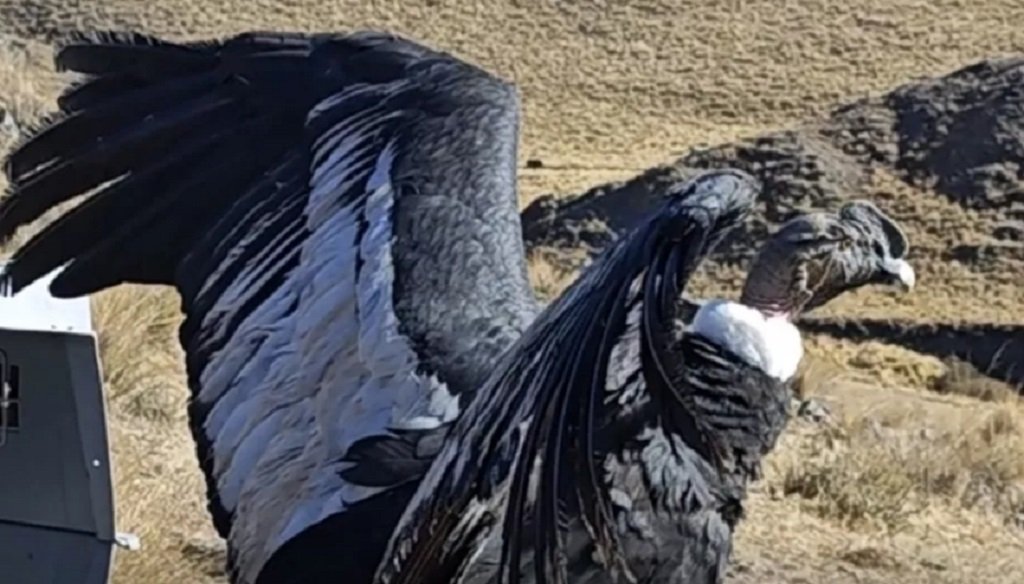 Exitoso rescate y liberación de un cóndor andino en Salta