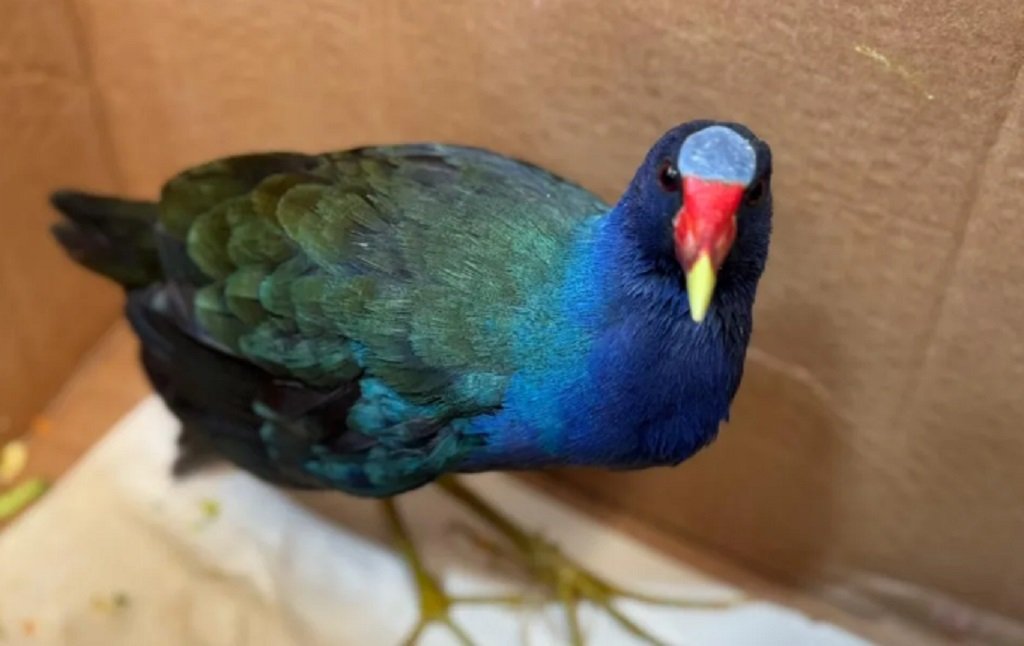 Rescataron a un ave exótica conocida como Pollona Azul