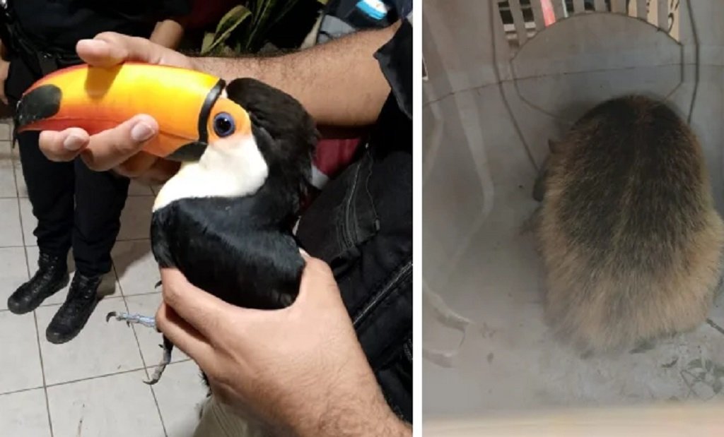 Rescatan un oso melero y un tucán en Salta 