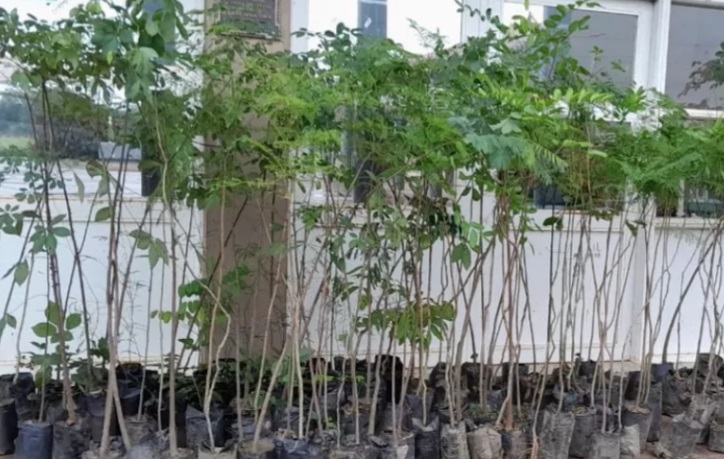 Actividades por el Día Mundial del Ambiente en escuelas
