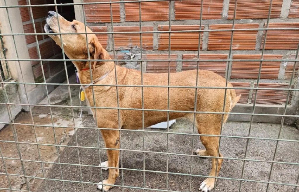 Maltrato animal: buscan crear un sistema digital para denuncias