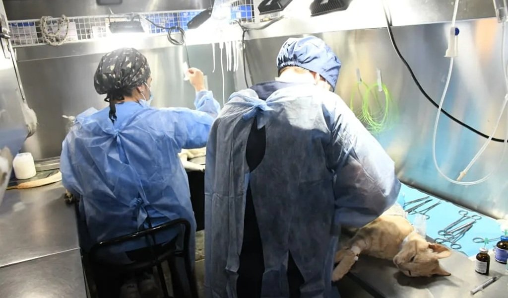 Castración animal: Desde mañana en la zona sur