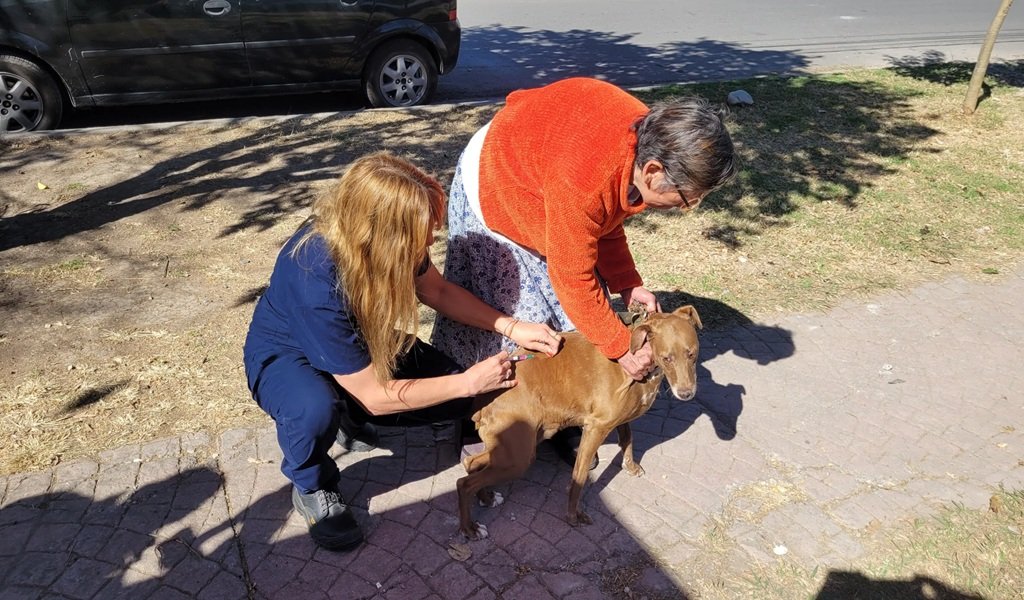 Vacunación antirrábica: Desde mañana en la zona sudeste