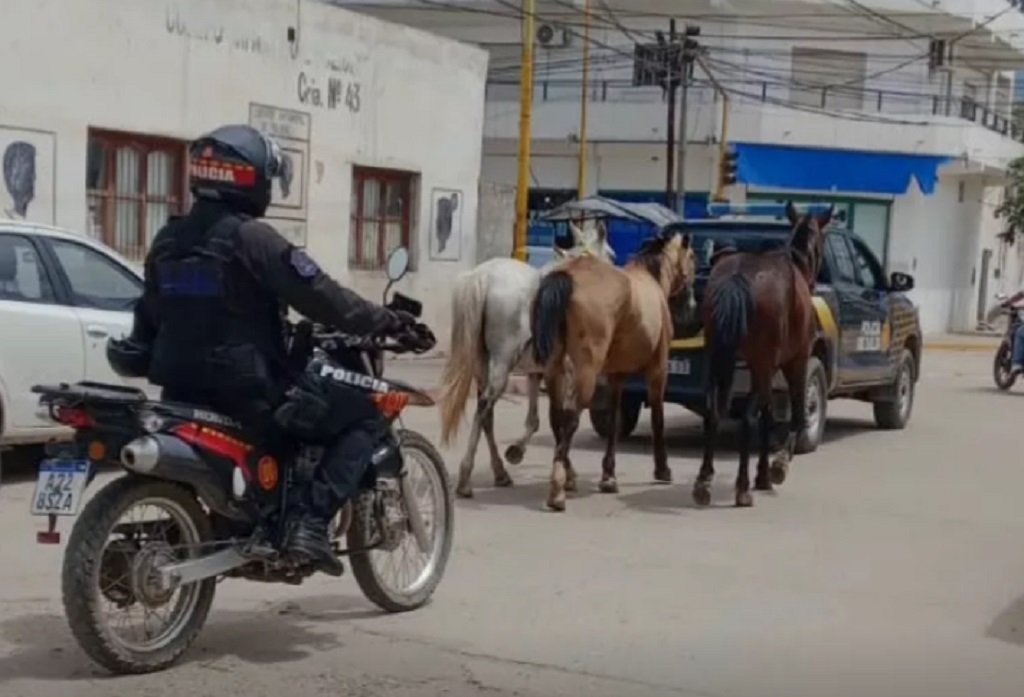 Embarcación: incautación de animales sueltos