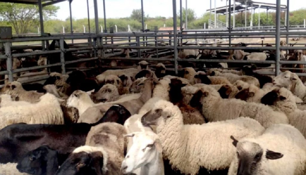 Salta busca ampliar la producción ovina y caprina