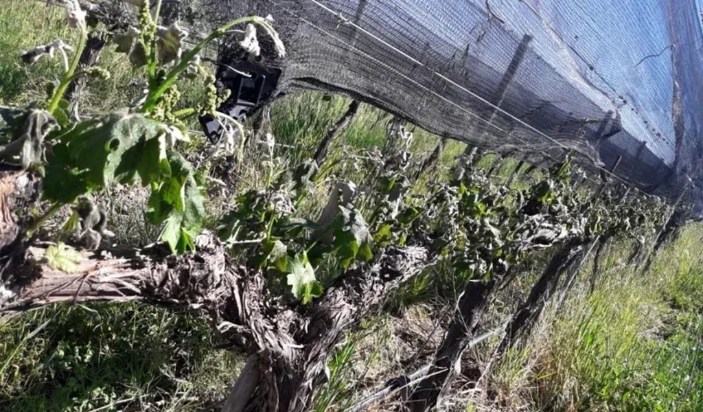Analizan daños a viñedos y cultivos frutihortícolas