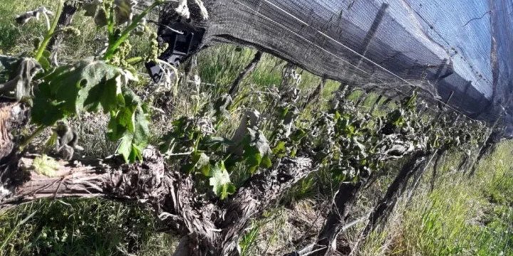 Analizan daños a viñedos y cultivos frutihortícolas